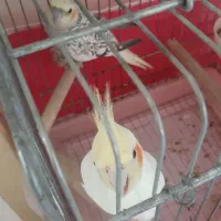 جفت عروس هلندی