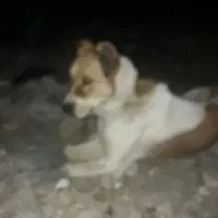سگ سرابی جهت واگذاری