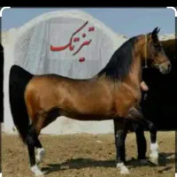 اسب