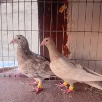 دوجفت سار شکلاتی عتیقه