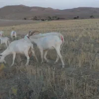 تکه نر بز سانن