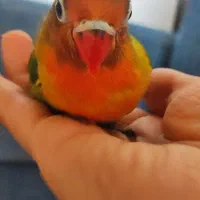 جوجه کوتوله