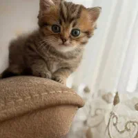گربه بریتیش طلای خالص