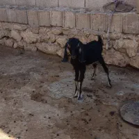 کهره نر