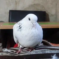 کبوتر سفید واگذاری