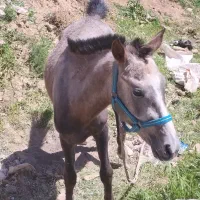 فروش کره اسب سالم