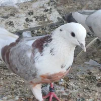 کفتر|پرنده|بافق, |دیوار