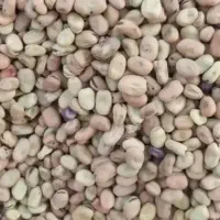 باقالی خشک برای کاشتن تمیز یامورددیگه