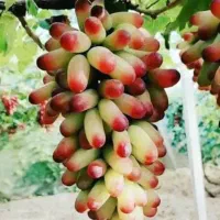 نهال های اصلاح شده
