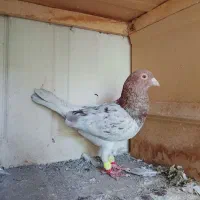 هفرنگ