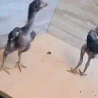 جوجه لاری