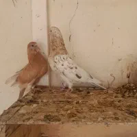 کبوتر پرشی