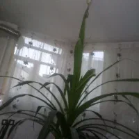 گل زیبا