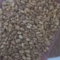 گندم میهن بذری و هم برای دام