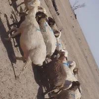 فروشی