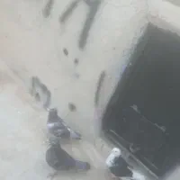 کبوتر