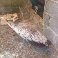 تعداد ۱۰ جفت عروس و یک جفت طاوس