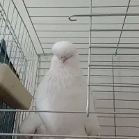 نوک قنار