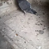 کبوتر‌|پرنده|مشگین شهر, |دیوار