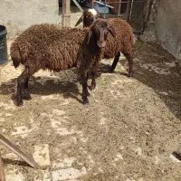 دوتا بره ماده سرخ واکسن خورده
