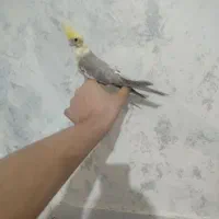 یک جفت جوجه عروس هلندی