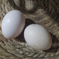تخم مرغ بومی