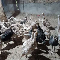 بوقلمون سرحال