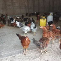 نیمچه مرغ و خروس