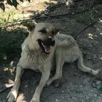 سگ گله نر دو ساله