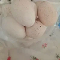 تخم بوقلمون