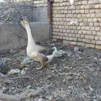 قو غاز نر اوکراینی