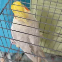 یک جفت عروس هلندی مولد لوتینو و گل باقالی