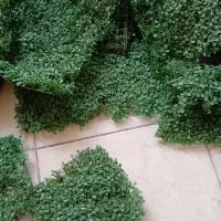 فروش سبزه مصنوعی