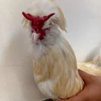 مرغ و خروس تزیینی