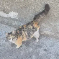 گربه واگذاری