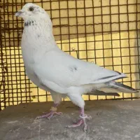 کفتر خوش ذات
