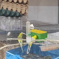 مرغ عشق هلندی