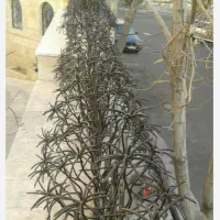 نرده وحفاظ شاخ گوزنی،ارسال رایگان