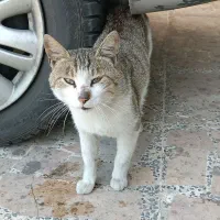 گربه دست آموز خونگی