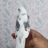 عروس هلندی ماده،دستی