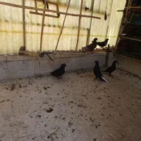 کفتر