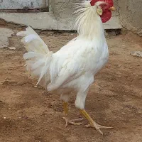 خروس سفیدجوان ودرشت