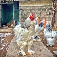 مرغ و خروس برهما یکجا فروشی