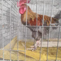 خروس بلو مارانس فرانسوی و لاکنزی اصل کمیاب