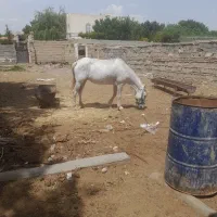 اسب ماده|اسب و تجهیزات اسبسواری|ملارد, |دیوار