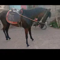 دو عدد اسب نر وماده