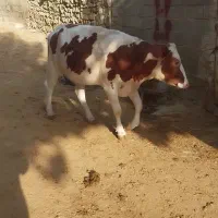 تلیسه اول شکم