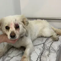 سگ peyda shode|سگ|کرج, گلشهر|دیوار