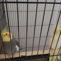 جفت عروس هلندی