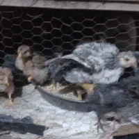 جوجه ۳۰ روزه واکسن خورده